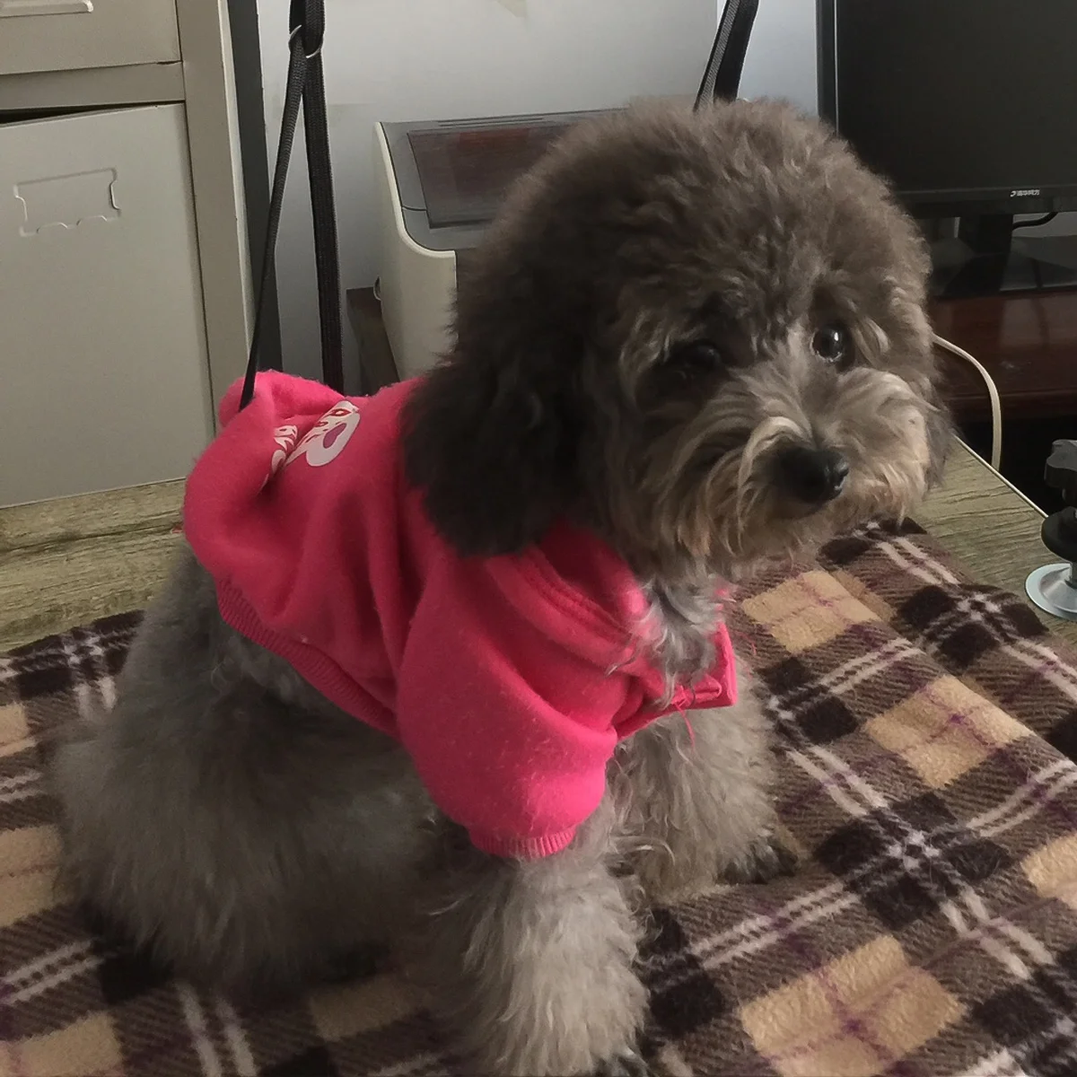 

Black Pet Grooming Table Rope for Dog Bath and Beauty Care Non Tightening Adjustable Safety Grooming Table Rope