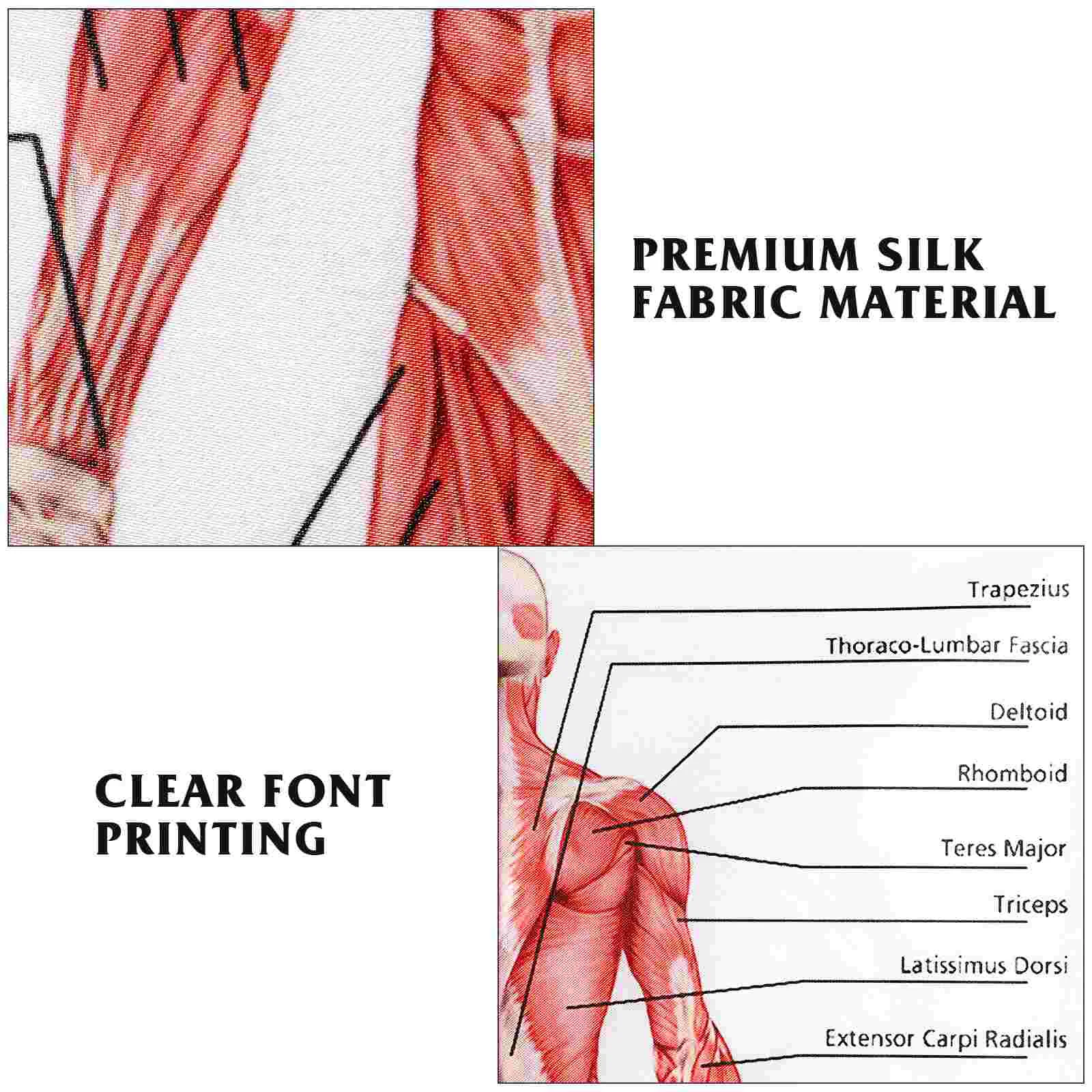 Muscle Anatomy Wall Chart Human Dissection Poster Hanging Posters for Walls Physiology