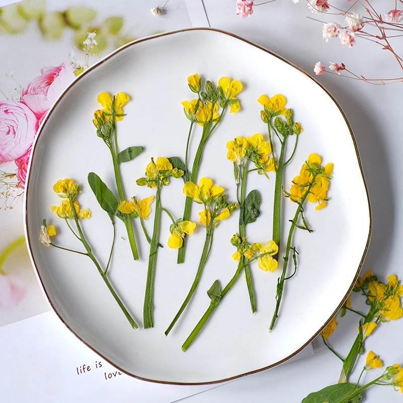 24pcs/7-12cm,Pressed canola flowers branches,DIY bookmark phone shell photo frame Wedding Invitation Card real Flower Materials