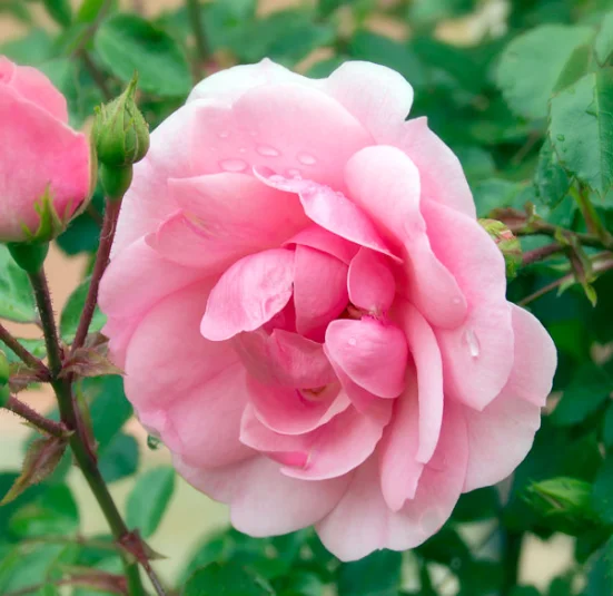 Wireless Calling Pagers System Restaurant Waiter Pager Call Customer Queue System Meal Extractor Queuing 16 Receivers for Coffee