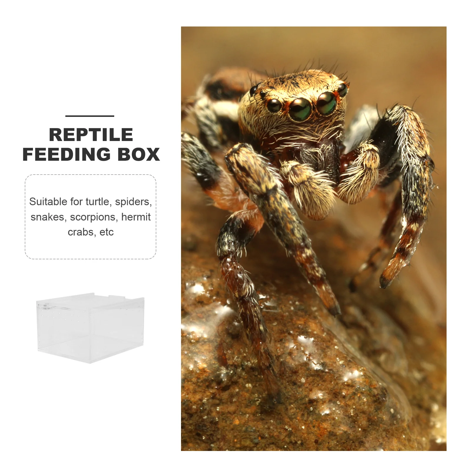 

Transparent Acrylic Reptile Breeding Box Escape-Proof Cover Large Space Feeding Tank for Turtle Snake Spider Hermit Crab