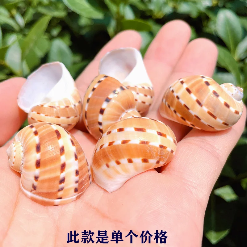 Natural Shell Small Conch Handicraft Materials Wishing Bottle Rare Specimen Collection sea shells decoration marine ocean decor