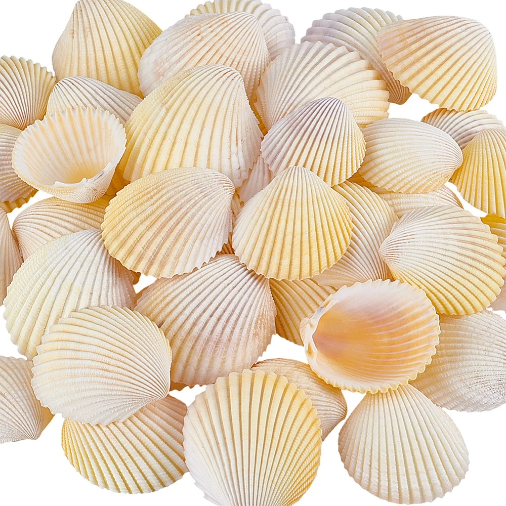 

40Pcs Shell for Aquarium Fish Ornaments Yellow 32~50x28~44x10~19mm