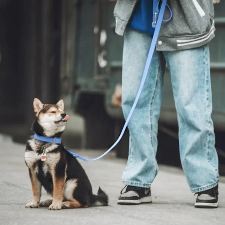 Set di collare e guinzaglio per cani da compagnia impermeabili da caccia morbida in PVC viola per animali domestici