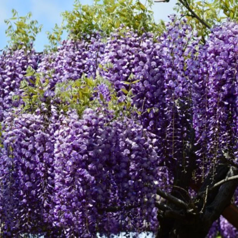 

RC автомобиль 2,2 колеса с бисером, 5-спицевый обод 64x35 мм, анодированный алюминий с ЧПУ для 1/10 гусеничного Trxs TRX4 TRX6 Axial SCX10 Wraith