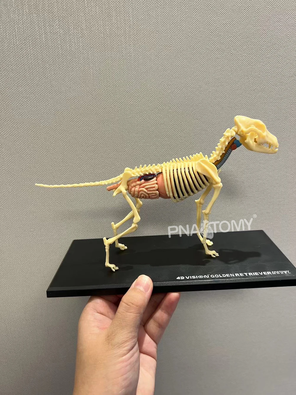 4D MASTER Dog Model Golden Ret Assembled Canine Building Anatomical Model Animal Skeleton Educational Equipment Dog Anatomy