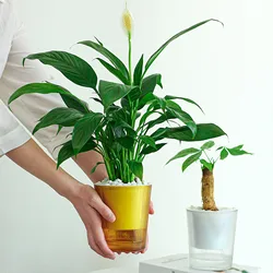 Water-Absorbing Plant Flower Pots Modern Style Transparent Plants Flowers Pots for Garden Enthusiast Lover Gift
