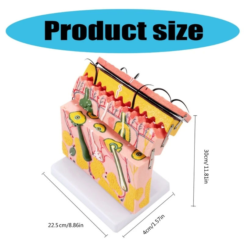 70X vergroot huidanatomisch model Huidmodel met haar voor lesweergave