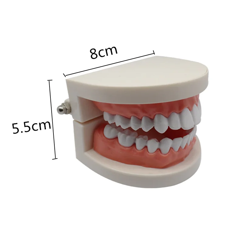 Dental Education Model With Caries Tooth Standard Teeth Model Dentist Teaching Study Typodont Brushing Teeth Demonstration Tools