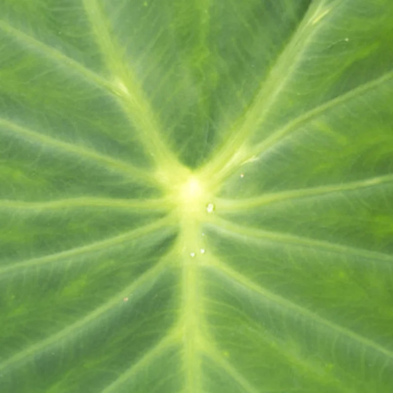 

Набор из 4 протекторов для гусеничных шин 1,9 дюйма — мягкий состав из натурального каучука, подходит для SCX10 90046 D90 TRX4 TRX6 D297