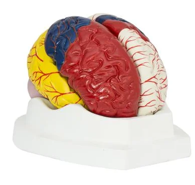 Advanced Brain Model and Cortical Functional Localization Human Cerebral Cortex Anatomical Simulator Medical Assistance Teaching