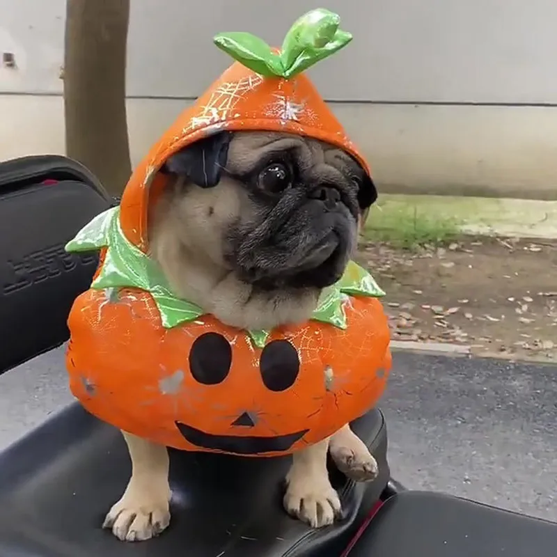 

Funny Pumpkin Pet Costume for Cat Dog Clothes Halloween Dress Up Pumpkin Cosplay Outfit Halloween Cat Accessories for Dog Hoodie