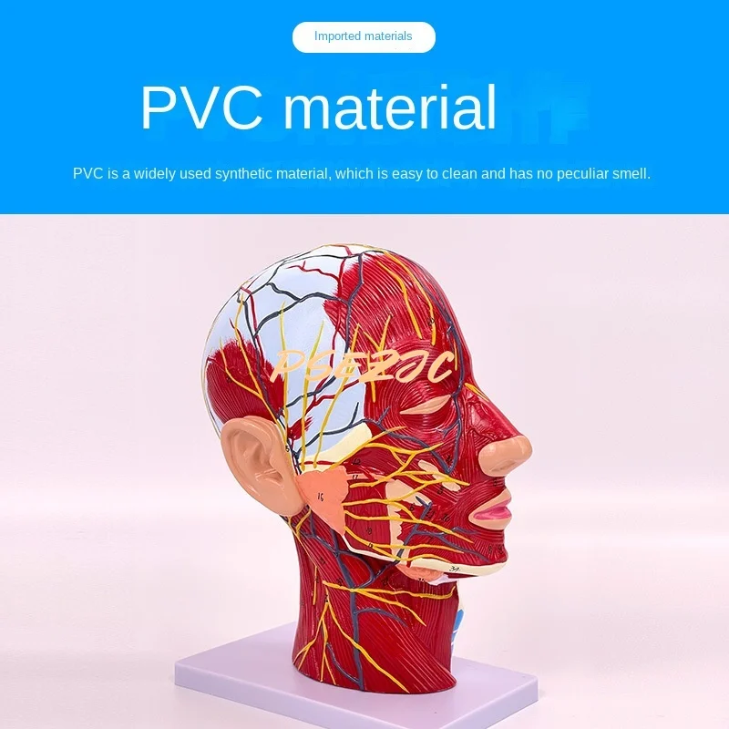 PVC Human Head and Facial Accessory Cerebral Vascular Nerve Model Neck   Anatomical Neuromuscular Structure