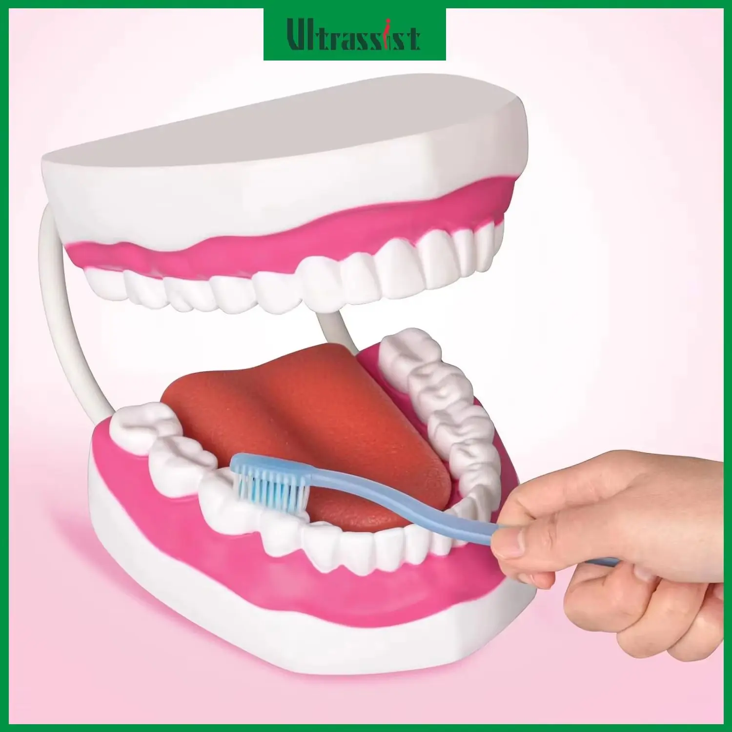 modele-buccal-grandeur-nature-ultrassist-6x-avec-langue-en-silicone-souple-modele-de-soins-bucco-dentaires-pour-l'enseignement-dentaire-le-brossage-des-dents-et-la-therapie-orthophonique