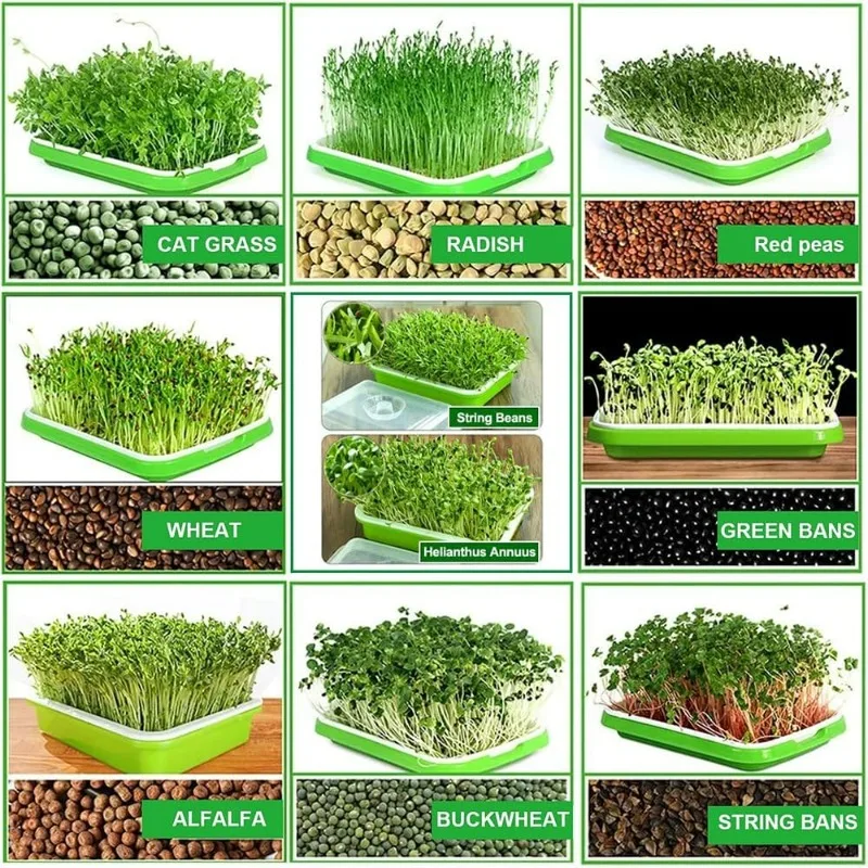 Microgreens Sprout Tray Germination Tray Double Layer Sprout Hydroponics Tray Plate Nursery Pots Soilless Cultivation Planting - view 6