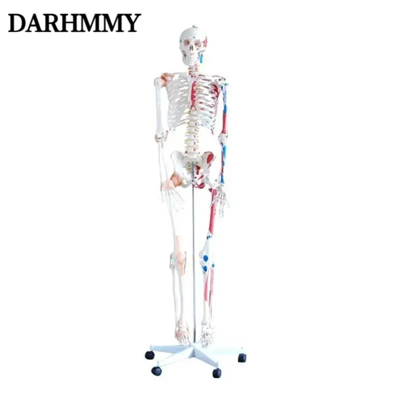 

DARHMMY Human Skeleton 170cm Life Size PVC Material With Muscle Points and Ligament Educational Anatomy Model