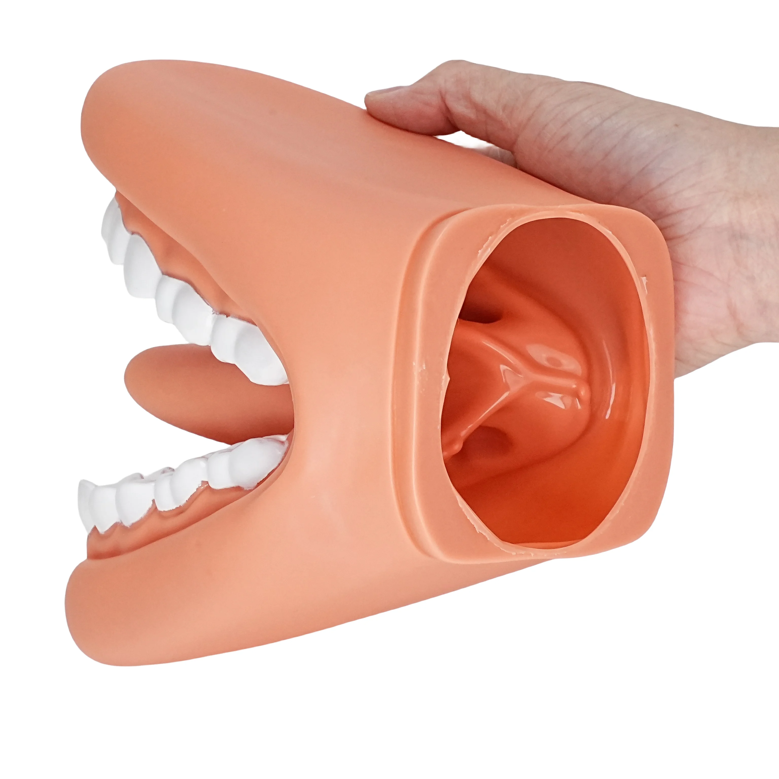 Imagem -06 - Mouth Model For Speech Kids Hand Puppet Dentes Cuidado Modelo 28 Dentes