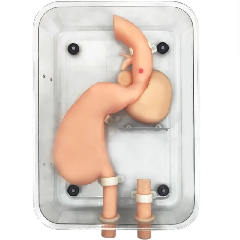 

Gastroscopy training model gastroduodenal lateral lying training soft and flexible