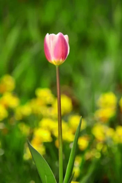 

Вентилятор охлаждения двигателя (радиатор) 3660 3670 4074 4068 4284 4274 1515 4985 1717 для радиоуправляемых машин масштаба 1/5, 1/6, 1/8, 1/10