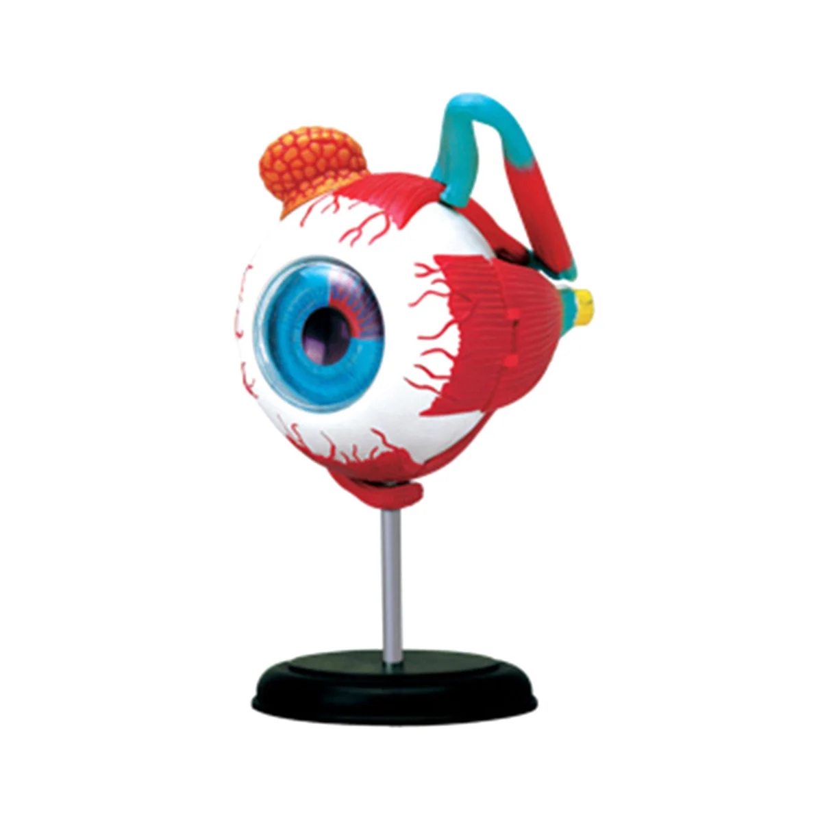 Medical-Torso Human Body Model Removable Parts Education Organs Model for Teaching Study Class Students(Eyeballs)