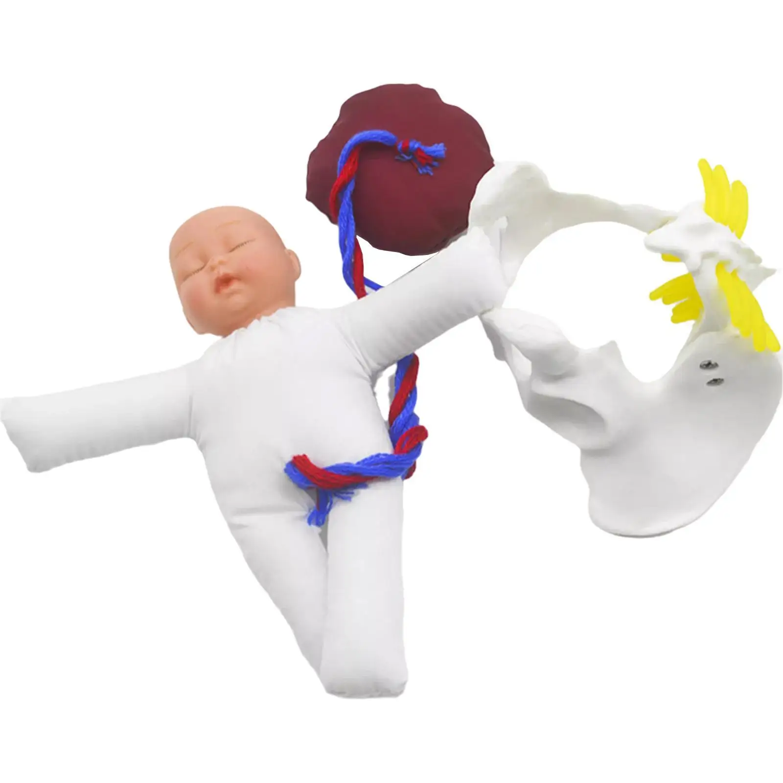 Female Pelvis Model Childbirth Model for Science Education Teaching Study