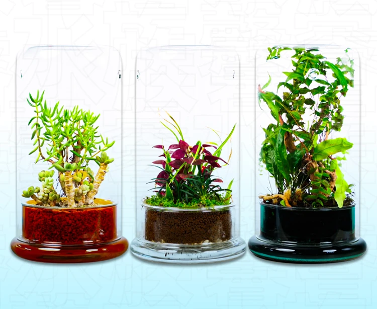 VIV Plant Micro Landscape Plant Bottle Creative Tank Exquisite Elegant Desktop Plants Aquascape Breathable Moisturizing