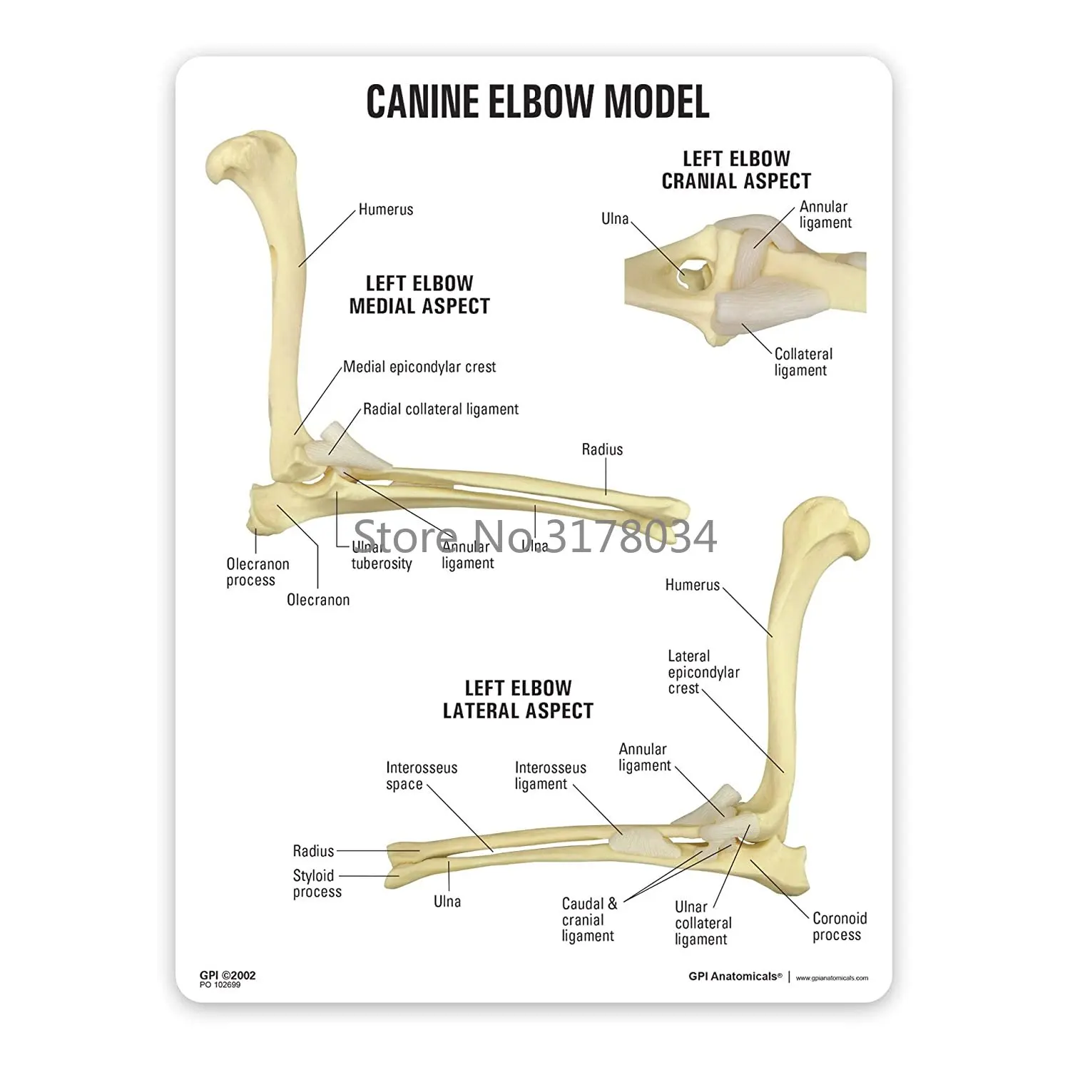 Elbow Joint Model Animal Body Anatomy Replica of Normal Dog Elbow for Veterinary Office Educational Tool Anatomicals