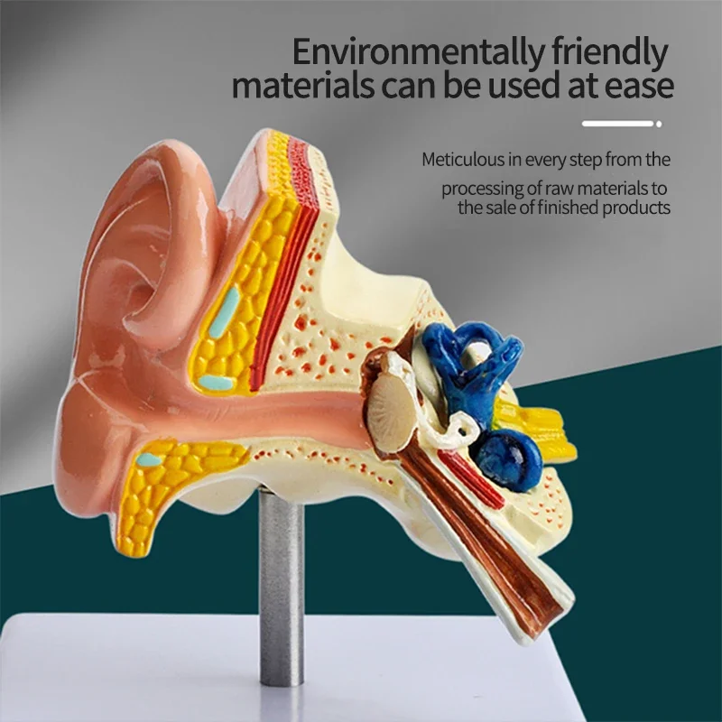 Human Ear Amplified Education 3d Model Display Show The Ear Structure to Customer Ear Canal Demonstration