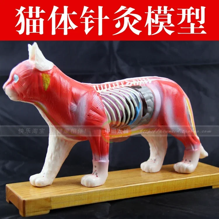 Acupuncture Point Model Animal Model Cat Anatomy Models Cat Anatomy Models