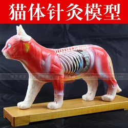 Acupuncture Point Model Animal Model Cat Anatomy Models Cat Anatomy Models