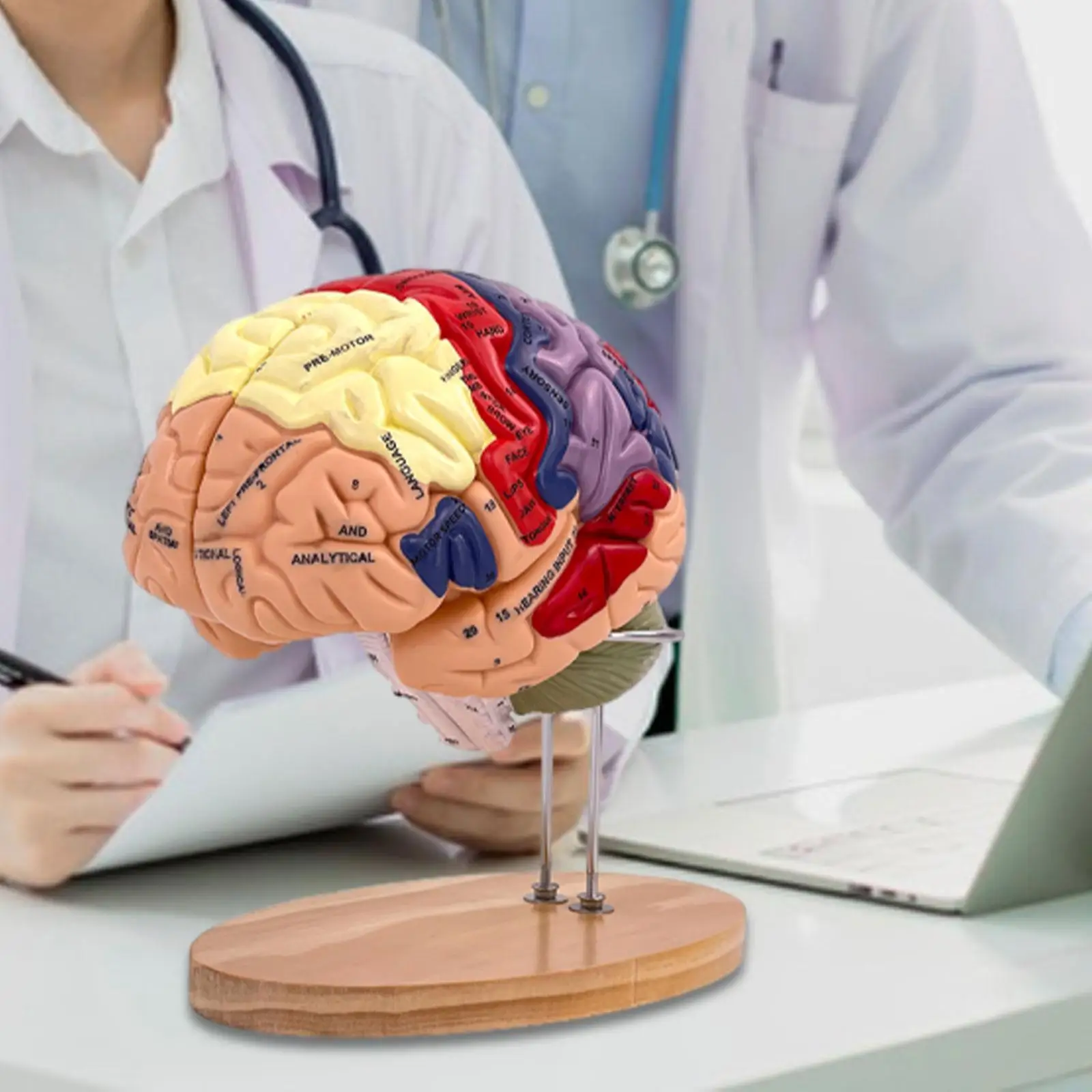 نموذج تعليمي لعلم الأحياء العلمي ، الدماغ البشري والتشريح ، 4 أجزاء