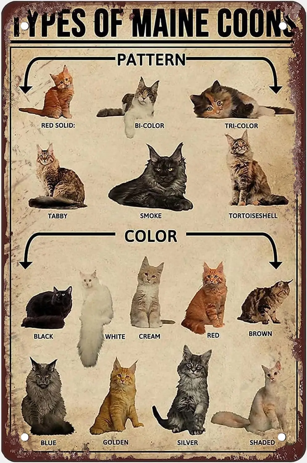 Types Of Maine Coons Metal Tin Sign Maine Coon Cat Knowledge Retro Poster Club Decor Room Home Wall Decor Vintage Classroom Offi