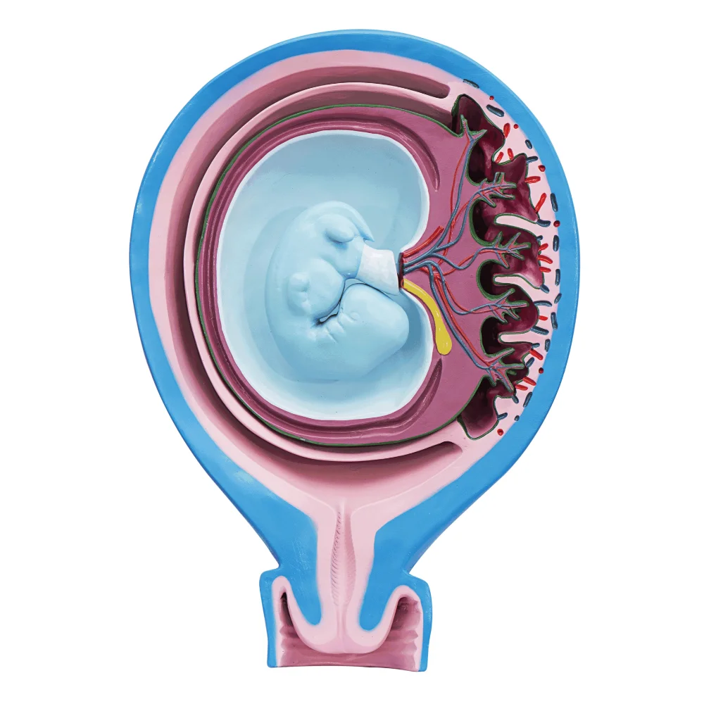 

Model of the Relationship Between Fetal Membrane and Uterus Medical Science Placental Umbilical Cord Simulator Teaching Material