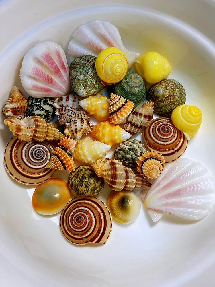 10pcs Colorful Shell and Conch Assemblage Shell and Conch Collection Specimens