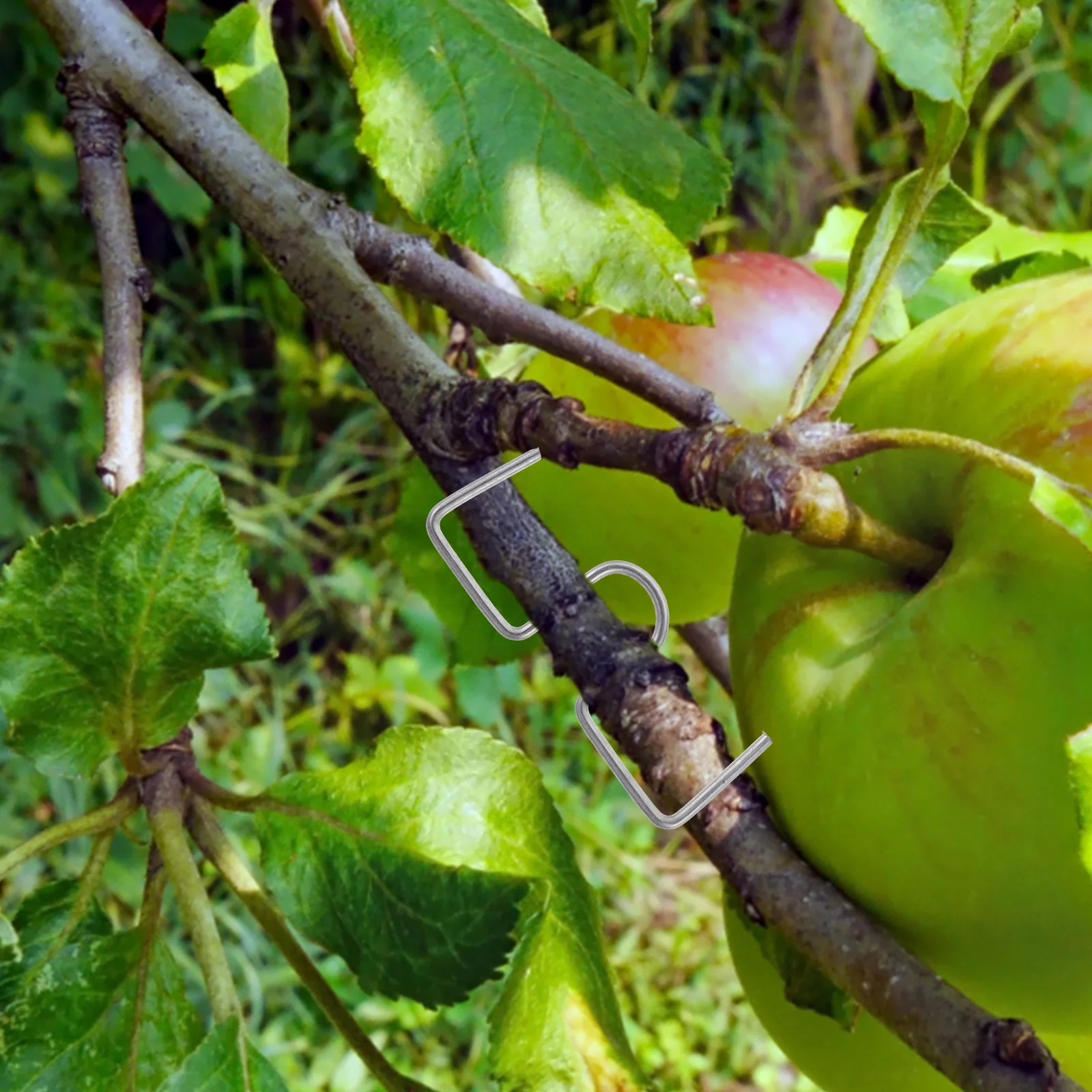 The Wire Fruit Tree Branch Shaper Shaping Tool Garden Bonsai Moderators Branches Trainer Spreader