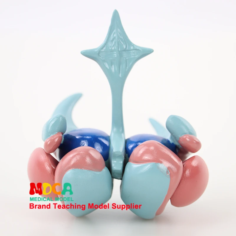 

Cerebral Ventricles And Basal Nuclei Brain Model Anatomical Teaching Tool Anatomy Medical Supplies and Equipment Free Shipping