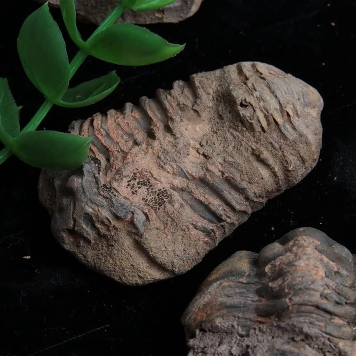 1Pcs Flexicalymene Moroccan Trilobites Fossil 8-9cm Morocco