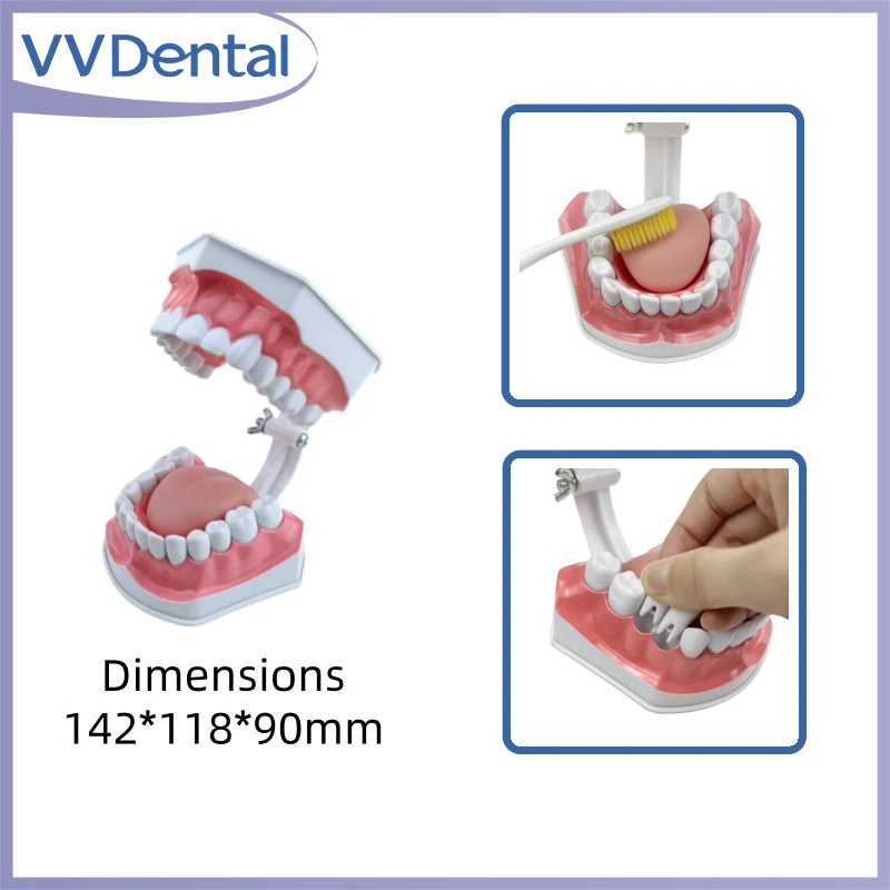 Multiple Types Dental Model Teeth Dental Teaching Model Study Orthodontic Removable Teeth Implant Model Dentist Tools