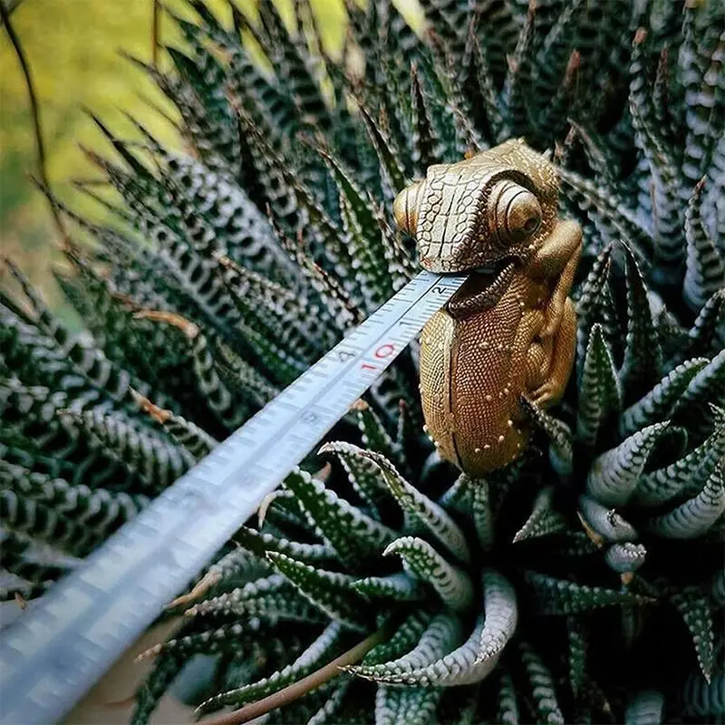 Nowy ze stali manganowej kameleon-miarka mosiężny miarka zwierzęca stopa miarka metryczny pomiar odległości narzędzie pomiarowe