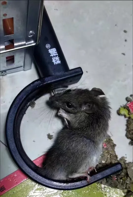 Infrared Automatic Rat Killing and Mouse Catching Artifact Household Rat Killing Ground Clip Catching Mice and Repelling Mice