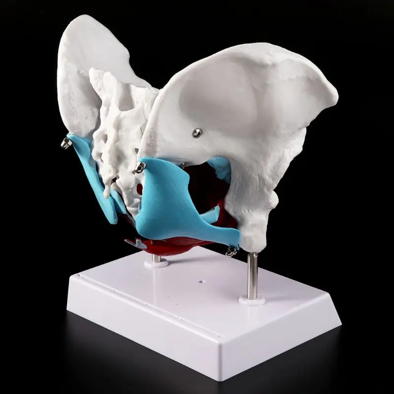 Female Pelvis Pelvic Floor Muscle Model Uterus Ovary Muscle Teaching Resources E D5QC