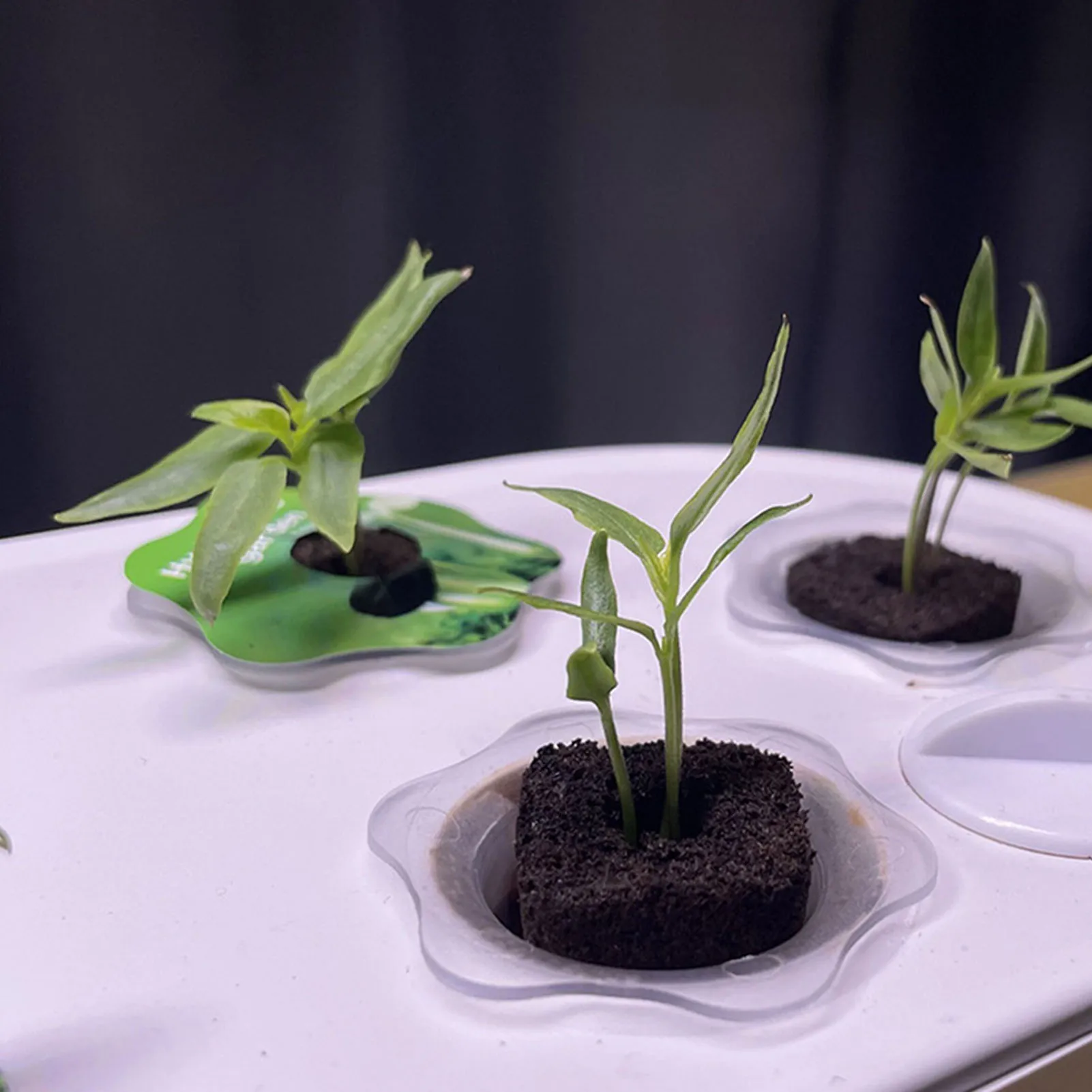 اسفنج نمو جذور البذور ، الشتلات ، بداية البذور المساعد ، المقابس لتعزيز نمو النباتات ، 30 قطعة #4