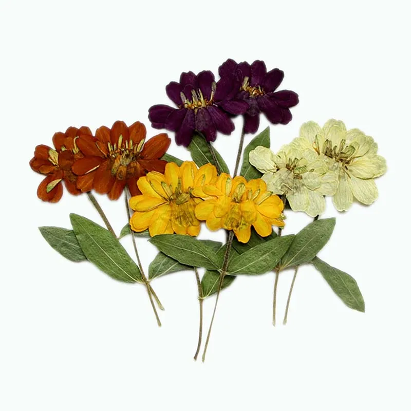 6.5-11CM/12PCS Real Natural Pressed Dry Flower Zinnias,Dried Press ZINNIA Flowers Branch For Epoxy Resin,Candle Making Supplies