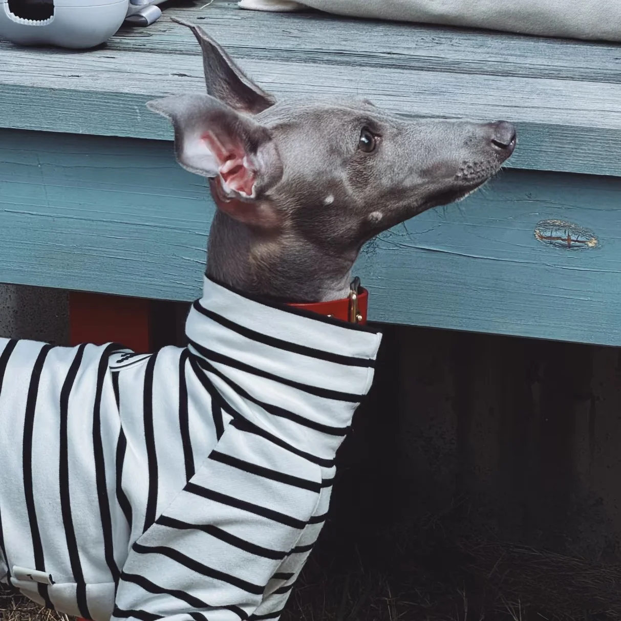 White Striped Cotton T-shirt for Bedlington Spring Dog Clothes Long Sleeves High-neck Undershirt Loungewear for Little Greyhound