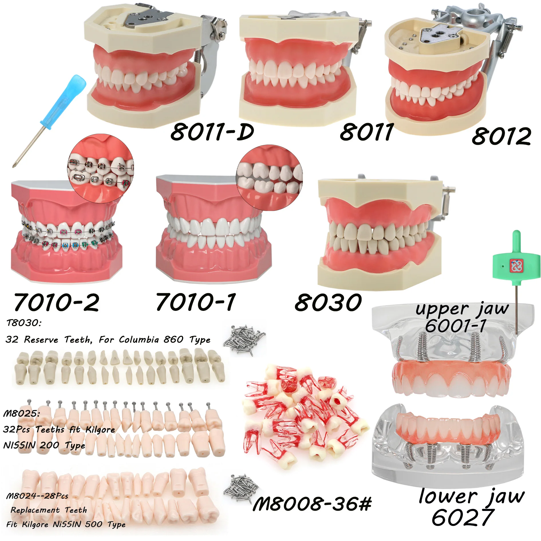 

Dental Teeth Model KILGORE NISSIN Columbia 860 RCT Standard Implants Models Orthodontic Model Dentistry Dentist Demo Studying