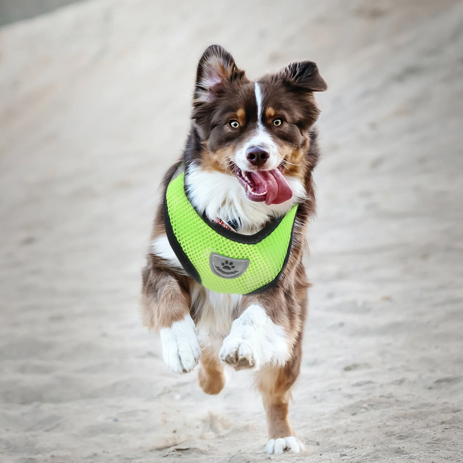 

4 Sets Dog Harness Leash Lightweight Portable Adjustable Flexible Outdoor Walking Small Pets Costumes Pet Collar
