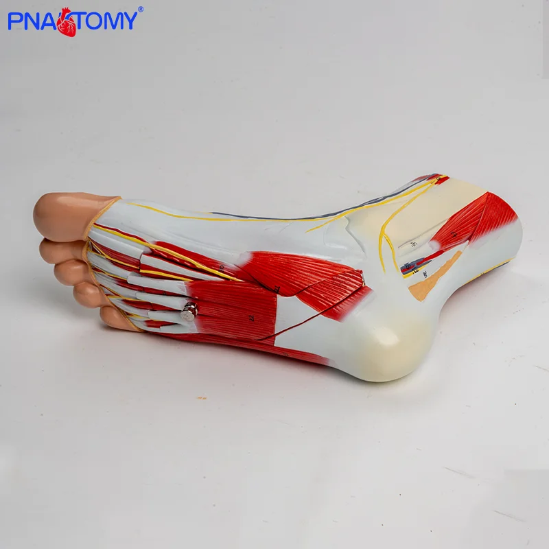 3-part Human Foot and Lower Leg Muscle Layer Anatomical Model Foot Anatomical Model
