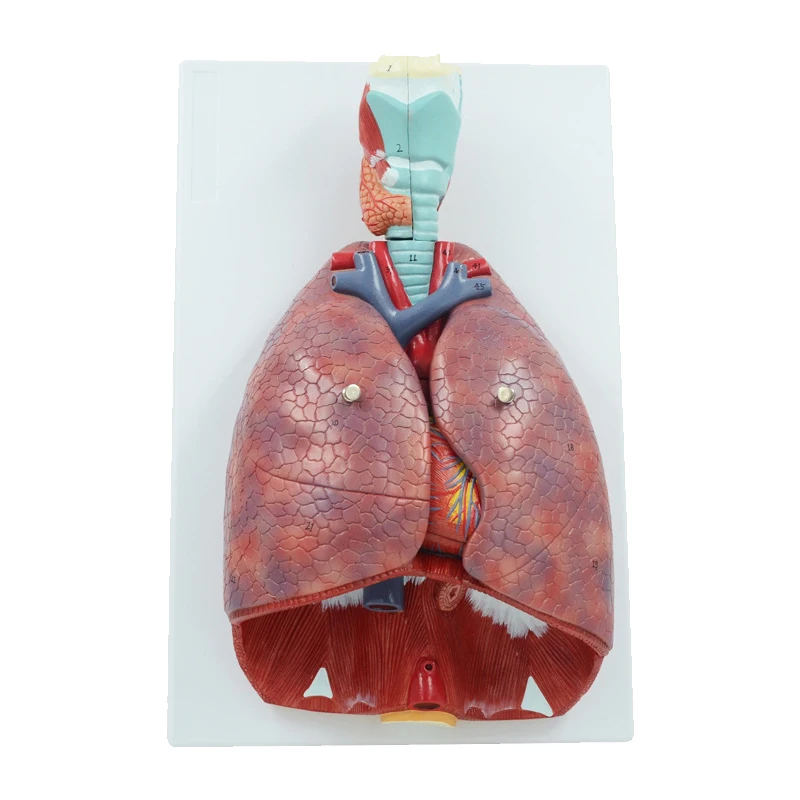 

Human Heart Lung Throat Cardiopulmonary Model Detachable Bronchial Anatomy Of The Respiratory System Model