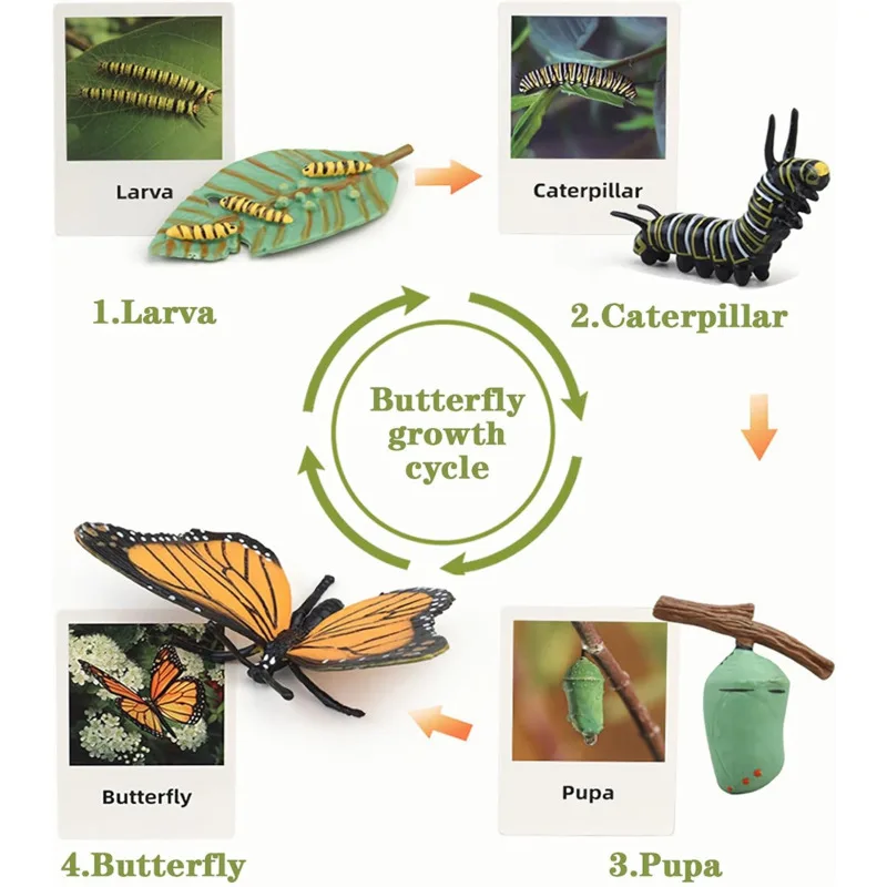 Montessori Levenscyclus Dierfiguren Met Flash-Kaarten Educatief Matching Game Creatief Biologiemodel Leermiddelen