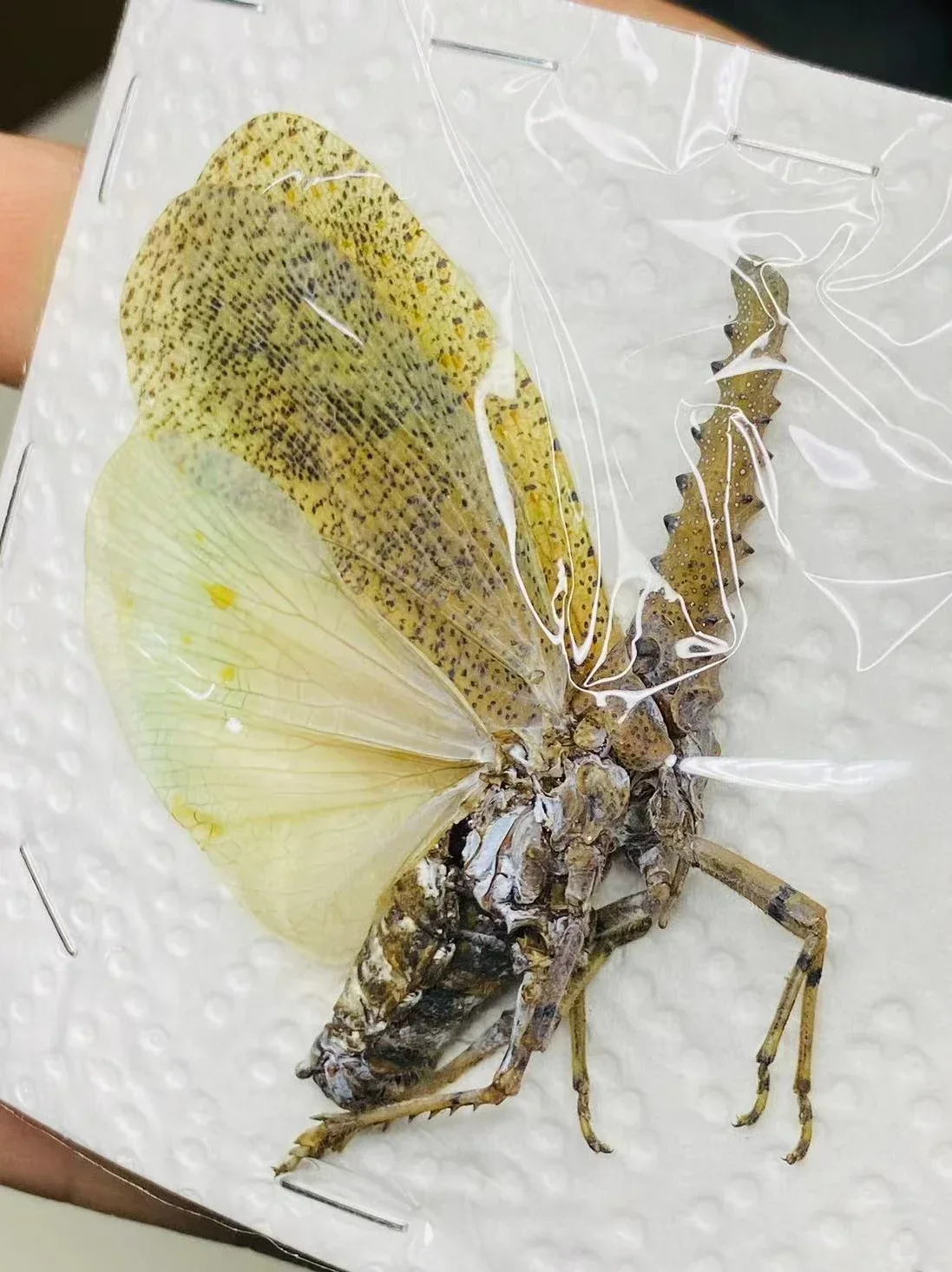 

1pc Real Cicada Specimens Tosena Splendida Beetle Real Insect Ornaments Decorative Paintings Home Decor Sculpture Taxidermy